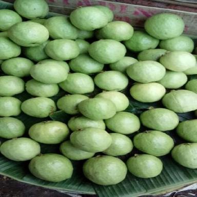 Round & Oval Excellent Quality Natural Sweet Healthy Fresh Green Guava