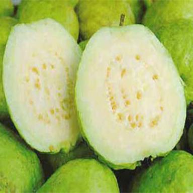 Round & Oval Excellent Quality Natural Sweet Healthy Fresh Green Guava