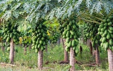 Green Color Fresh Organic Papaya