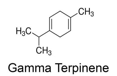 Gamma Terpinene