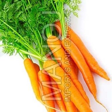 Natural Delicious Taste Good For Health Fresh Orange Carrot
