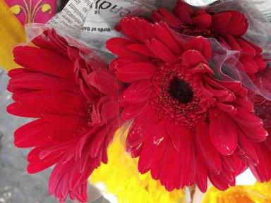 Red Gerbera Flower For Decoration Purpose Shelf Life: 10 Days Days