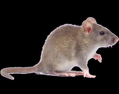 Commercial Pestico Rodent Control Services
