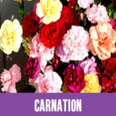 Multi-Colored Colorful Pattern Attractive Natural Fresh Soft Carnations Flower