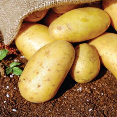Round & Oval Good In Taste Mild Flavor Healthy Organic Fresh Potato 