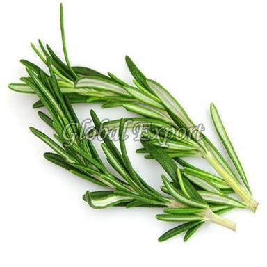 Natural Green Rosemary Leaves Size: Standard