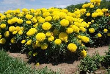 Yellow Hybrid Marigold Flower For Decoration