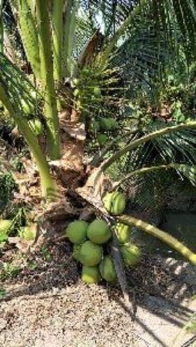 हरे प्राकृतिक बौने नारियल के पौधे