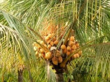  कार्बन स्टील ऑरेंज ड्वार्फ नारियल के पौधे 
