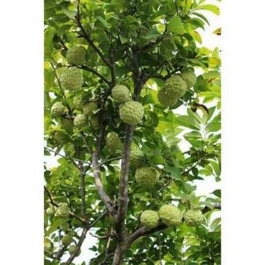 Green Custard Apple Plant  Shelf Life: Long Life Years