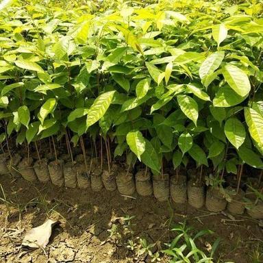 Green Ayurvedic Medicinal Properties Enabled Multipurpose Evergreen Mahogany Plant