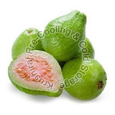 Green Fresh Natural Guava Fruits