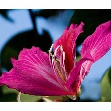 Green Natural Ayurvedic Properties Filled With Very Attractive Flower Giver Garden Kachnaar Plant