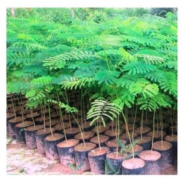 Red & Green Anti Microbial Property With Anti Malarial Property Filled Very Attractive Gulmohar Plant