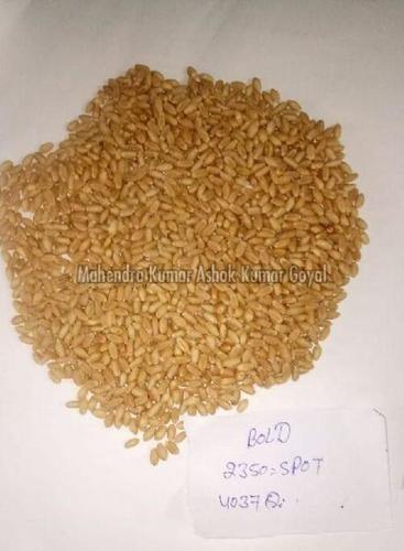 Sharbati Tukdi Wheat For Cooking Broken (%): 1-3%
