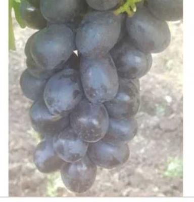 Organic High Nutritions Black Grapes