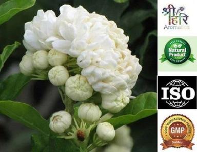  कॉस्मेटिक उपयोग के लिए जैस्मीन एसेंशियल ऑयल, 100% शुद्ध और प्राकृतिक, बेहतरीन क्वालिटी की गंध:: फूल