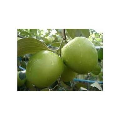 Kasmiri Organic Apple Ber Plant, Green Color, Weight : 100-200 Gm, Premium Quality