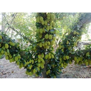 Green Organic Jack Fruit Plants, Height When Fully Grown : 10 -15 Ft, High Quality