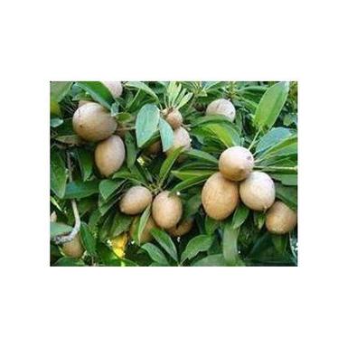 Brown Organic Sapota Fruit Plants, Height : When Fully Grown 16 Ft., Fruits Weight : 100 Gm To 180 Gm