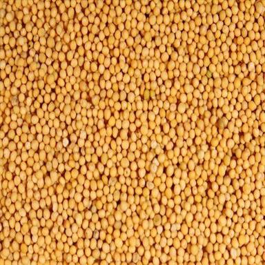 High Quality Natural Taste Healthy Organic Yellow Mustard Seeds Grade: Food Grade