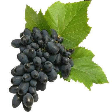 Fresh Natural Sweet Juicy Taste Healthy Organic Black Grapes Origin: India