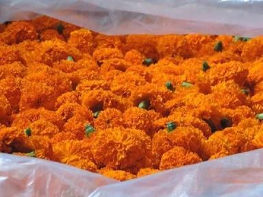 Natural Color Marigold Flower, 100% Fresh And Natural, High Quality