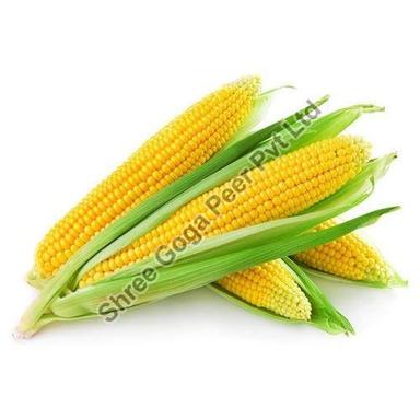 Yellow Natural Fresh Corn For Food