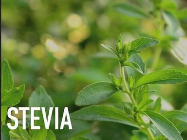 Natural Fresh Green Stevia Leaves Size: Standard