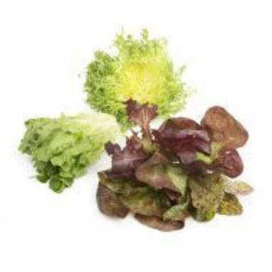 Pesticide Free Natural Taste Healthy Organic Fresh Lettuce
