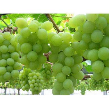 Total Carbohydrate 17G Juicy Fresh Natural Sweet Taste Healthy Green Grapes Shelf Life: 5-7 Days