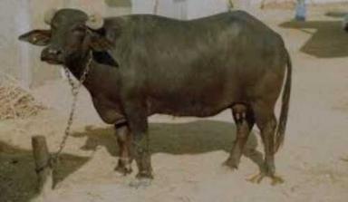 Black Murrah Buffalo For Dairy Production