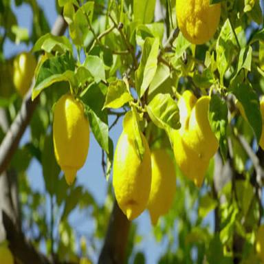 Round & Oval Vitamin C 50Mg Potassium 138Mg Sour Natural Taste Healthy Organic Yellow Fresh Lemon