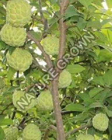 Green Custard Apple Fruits Plant
