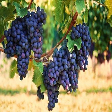 Natural Sweet Juicy Taste Pesticide Free Healthy Black Grapes Origin: India