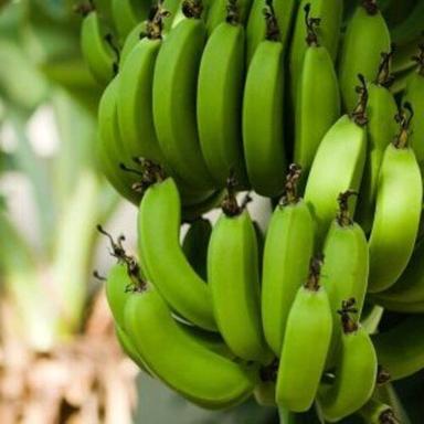 Natural And Sweet Taste Fresh Banana Origin: India
