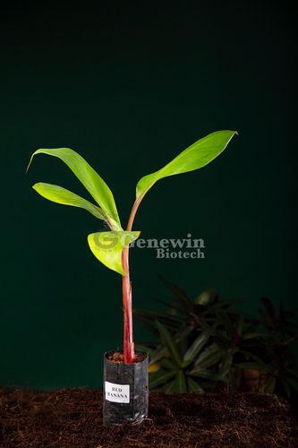  हरा लाल केले का पौधा - सेकेंडरी हार्डन (पॉलीबैग) 