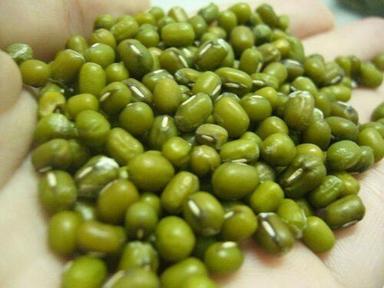 Natural Fresh Green Mung Beans For Cooking Broken (%): 2%
