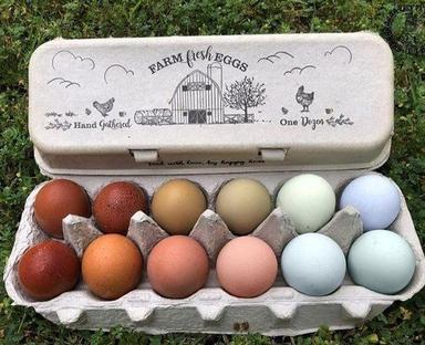 White Fine Finish Vintage Egg Cartons