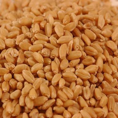 Healthy Natural Taste Dried Organic Brown Sharbati Wheat Seeds Grade: Food Grade