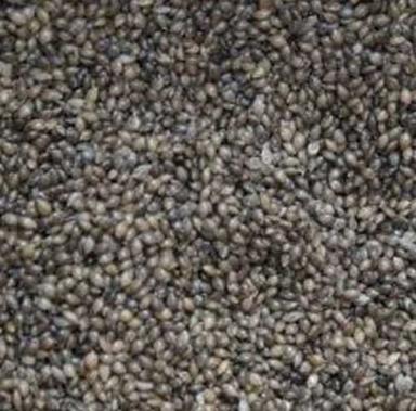 Organic Bajra Seed For Cattle Feed