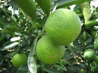 Green Citrus Limetta Fruit Plant (Orange)
