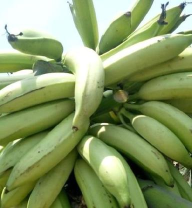Absolutely Natural Taste Healthy Nutritious Organic Fresh Green Banana Origin: India