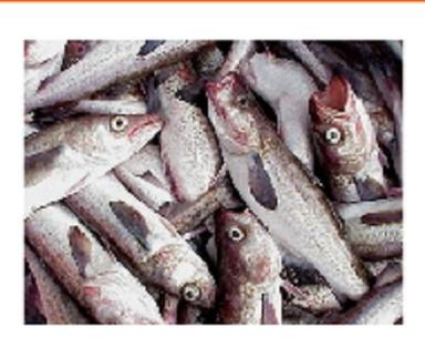  खाना पकाने के लिए शुद्ध स्वस्थ मछली की शेल्फ लाइफ: 1 वर्ष