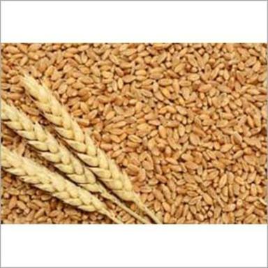 Golden C Grade Organic Wheat