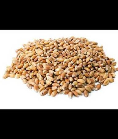 Golden Brown Gluten Free Agricultural Wheat