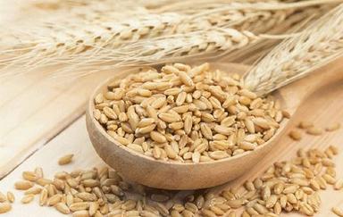 Brown Fresh And Natural Organic Barley Seeds