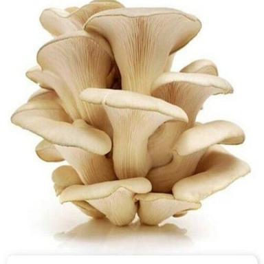 No Preservatives Natural Taste Healthy Organic Creamy Fresh Oyster Mushroom Grade: Food Grade