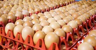 Organic Poultry Egg