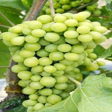 Maturity 100% Delicious Rich Natural Sweet Taste Green Fresh Grapes Size: Standard